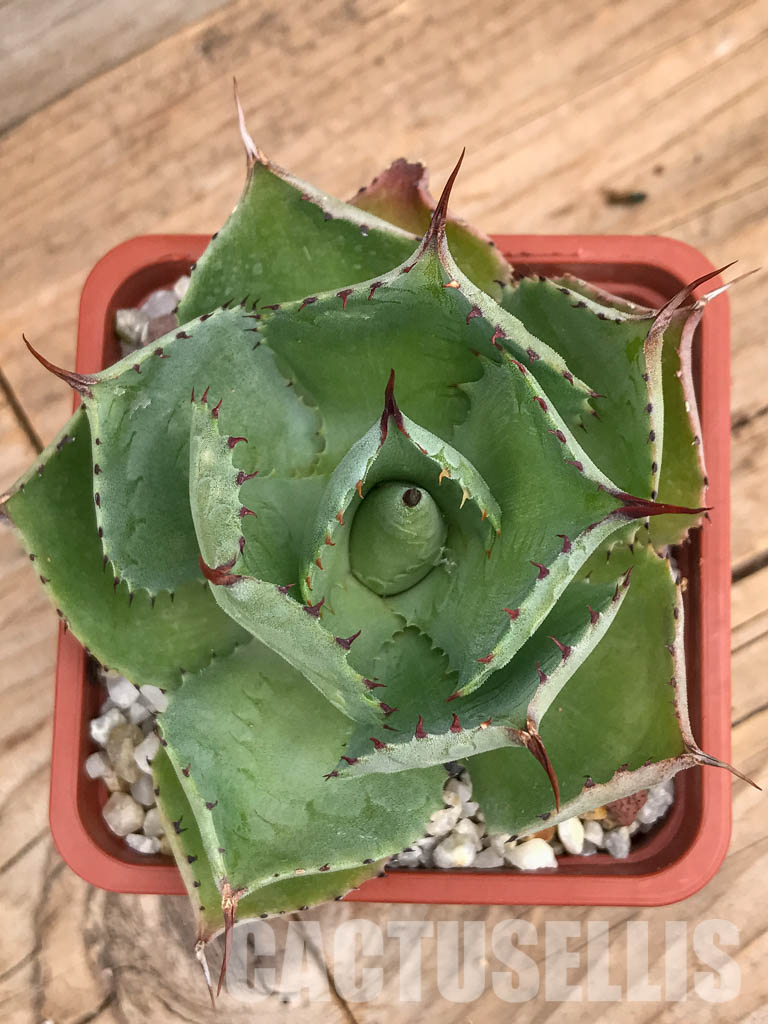 SHPR5989 Agave pygmaea, Chiapas, Mexico - immagine 4