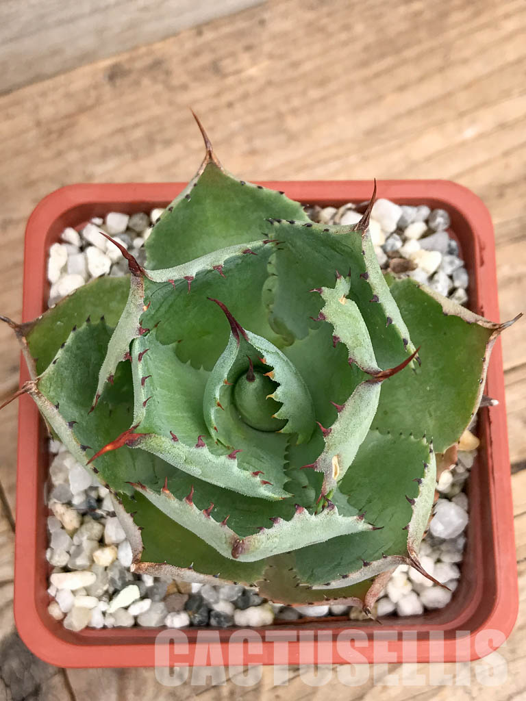 SHPR5989 Agave pygmaea, Chiapas, Mexico - immagine 5