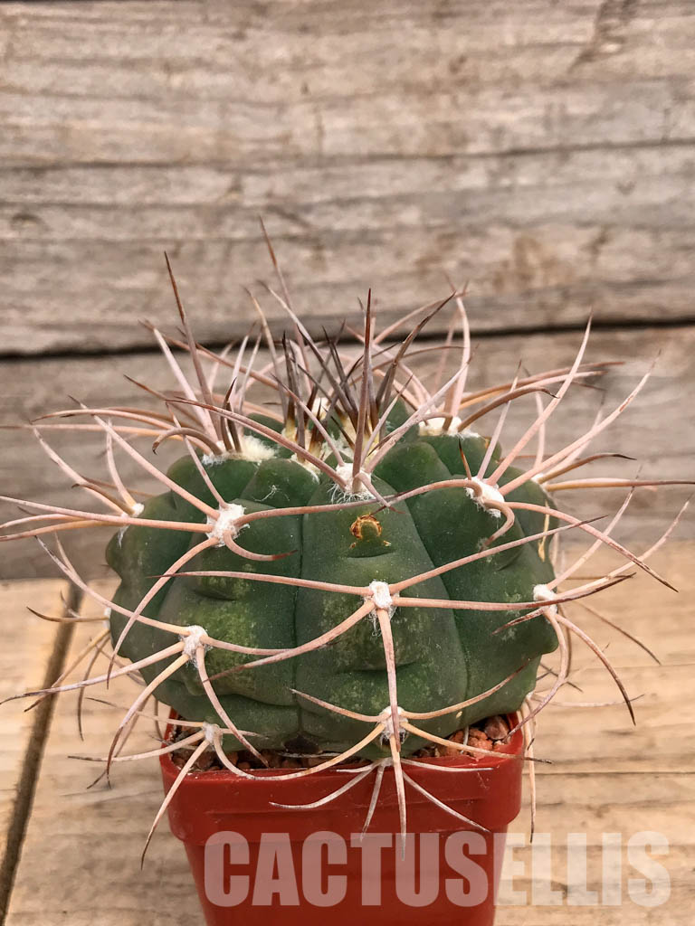 SHPR5991 Gymnocalycium mazanense P 30A, La Rioja, Cuesta de Sebila 1000m, Argentina - immagine 2