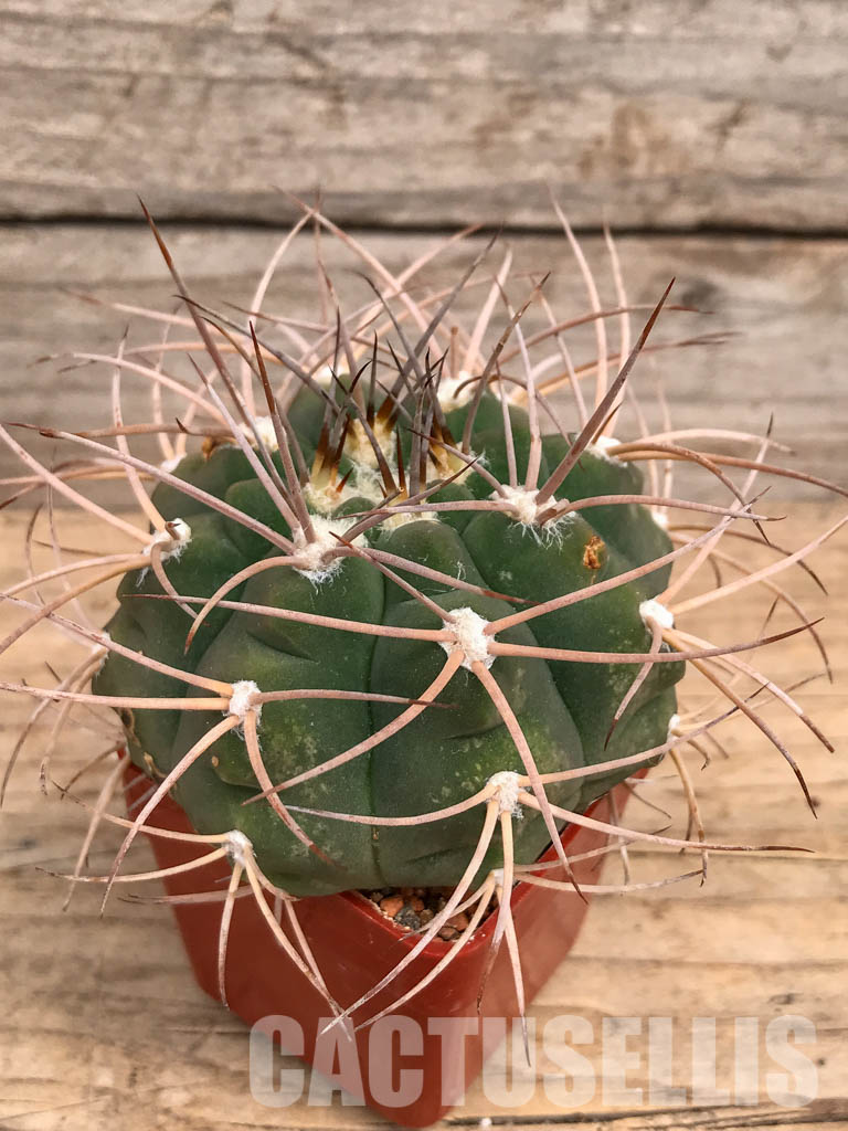 SHPR5991 Gymnocalycium mazanense P 30A, La Rioja, Cuesta de Sebila 1000m, Argentina - immagine 3