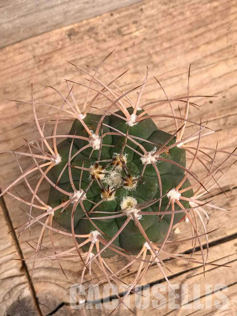 SHPR5991 Gymnocalycium mazanense P 30A, La Rioja, Cuesta de Sebila 1000m, Argentina - immagine 4