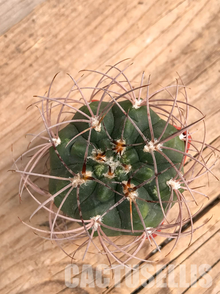 SHPR5991 Gymnocalycium mazanense P 30A, La Rioja, Cuesta de Sebila 1000m, Argentina - immagine 5