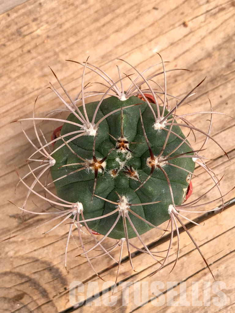 SHPR5991 Gymnocalycium mazanense P 30A, La Rioja, Cuesta de Sebila 1000m, Argentina - immagine 6
