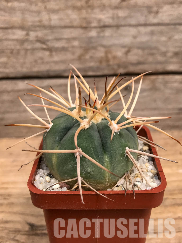 SHPR5992 Gymnocalycium spegazzinii subs. cardenasianum, Tarija, Chuquisaca, Bolivia - immagine 2