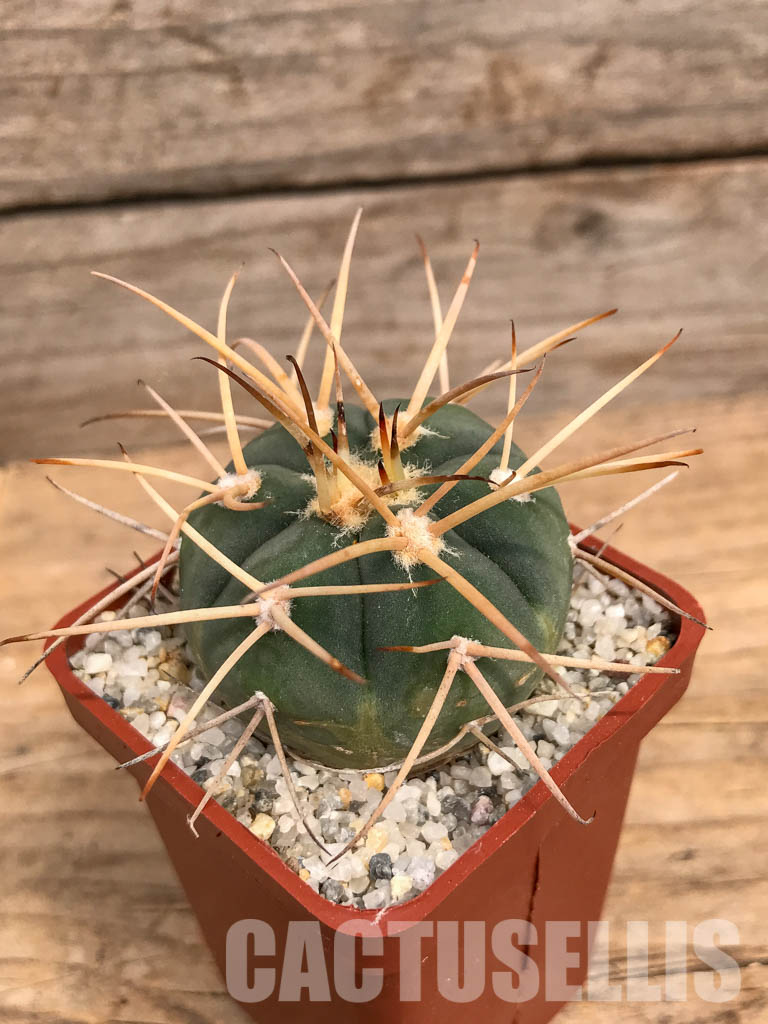 SHPR5992 Gymnocalycium spegazzinii subs. cardenasianum, Tarija, Chuquisaca, Bolivia - immagine 3