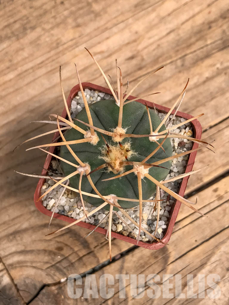 SHPR5992 Gymnocalycium spegazzinii subs. cardenasianum, Tarija, Chuquisaca, Bolivia - immagine 4