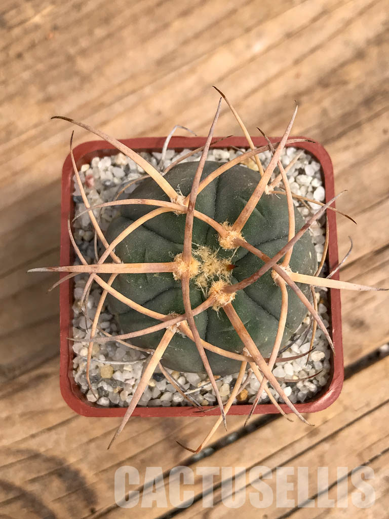 SHPR5992 Gymnocalycium spegazzinii subs. cardenasianum, Tarija, Chuquisaca, Bolivia - immagine 5