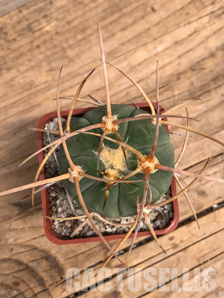 SHPR5992 Gymnocalycium spegazzinii subs. cardenasianum, Tarija, Chuquisaca, Bolivia - immagine 6