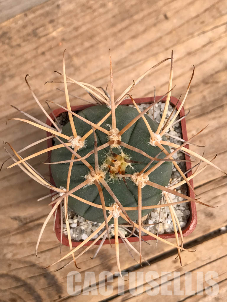 SHPR5992 Gymnocalycium spegazzinii subs. cardenasianum, Tarija, Chuquisaca, Bolivia - immagine 7