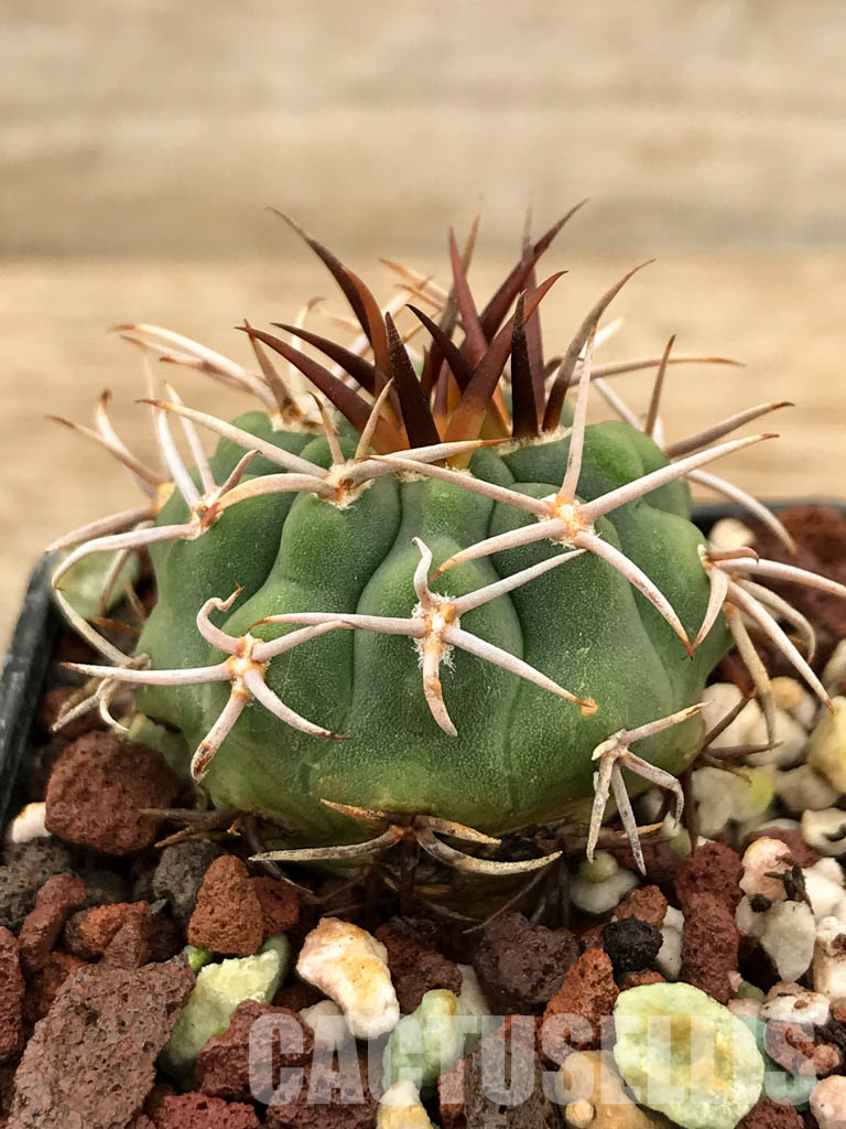 SHPR6033 Gymnocalycium oenanthemum var. longispinum - 画像 (2)