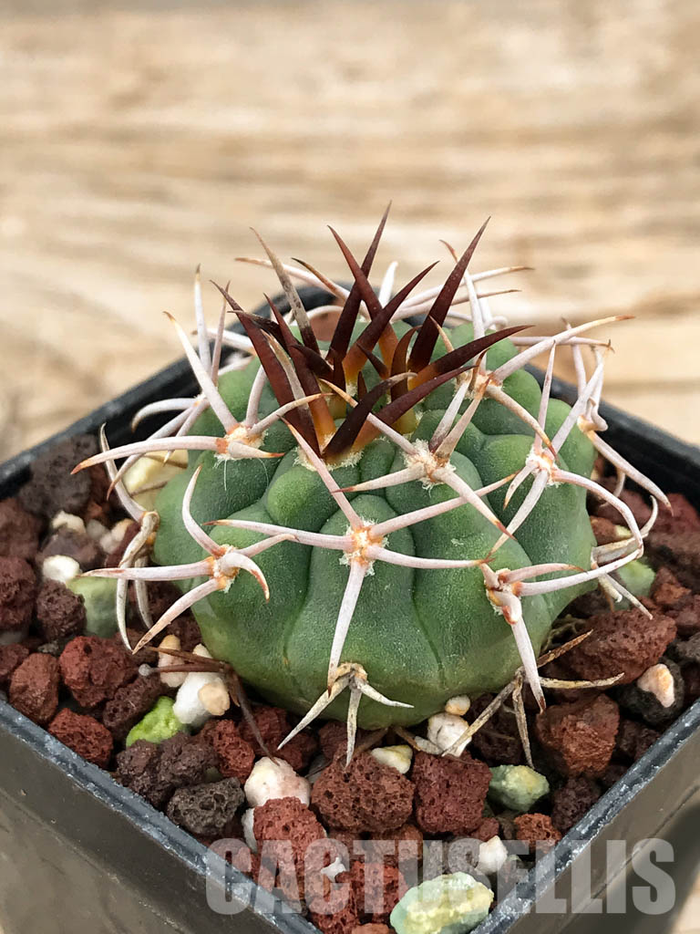 SHPR6033 Gymnocalycium oenanthemum var. longispinum - 画像 (3)