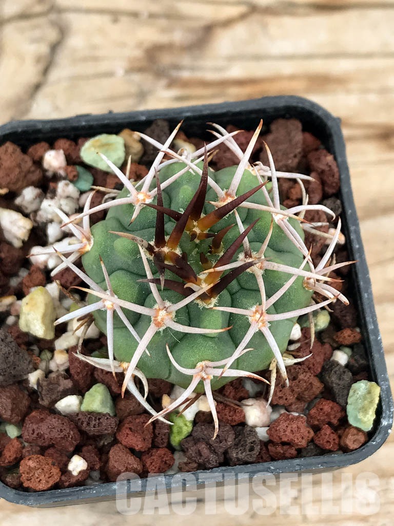 SHPR6033 Gymnocalycium oenanthemum var. longispinum