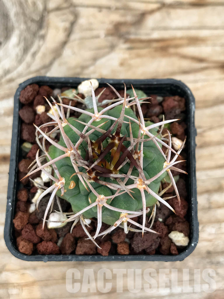 SHPR6033 Gymnocalycium oenanthemum var. longispinum - 画像 (5)