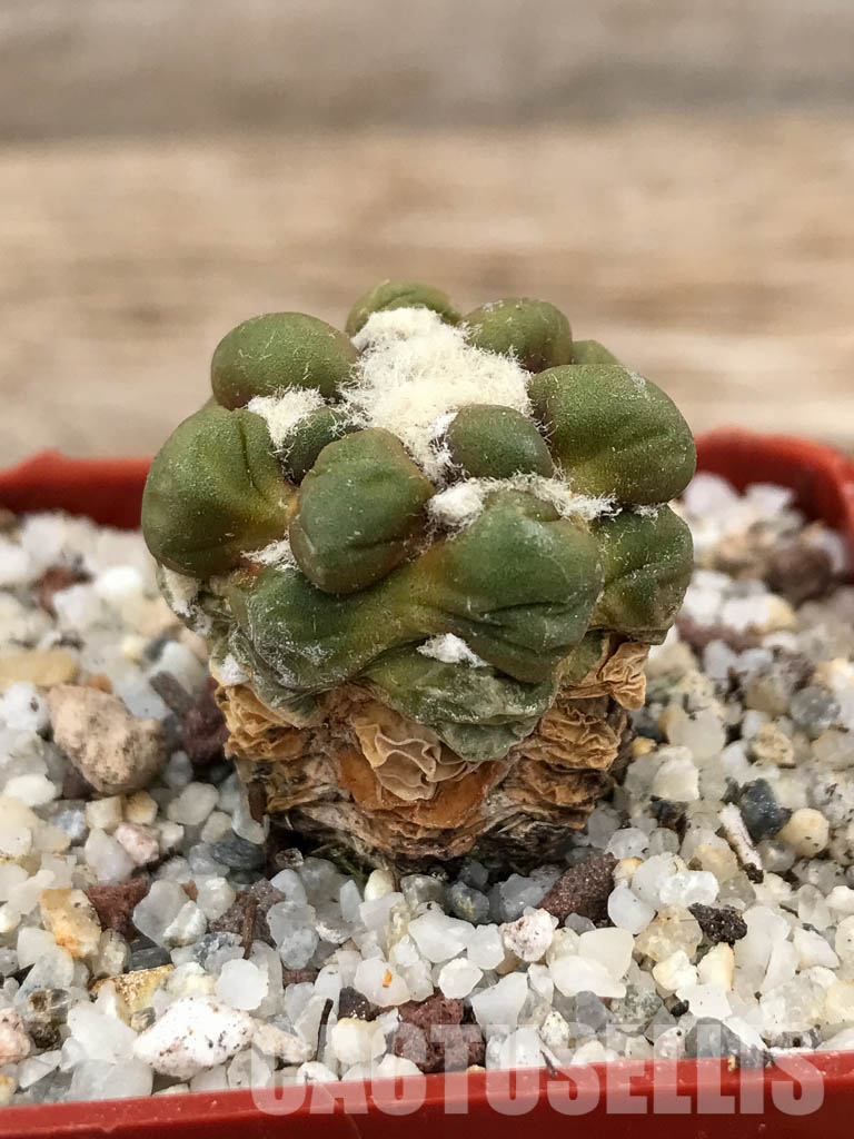 SHPR6034 Cintia knizei, Chuquisaca, Bolivia - Imagen 2