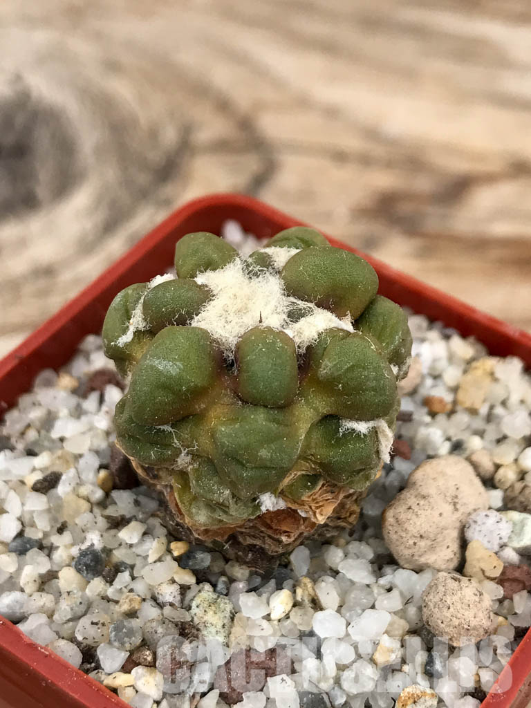 SHPR6034 Cintia knizei, Chuquisaca, Bolivia - Imagen 3