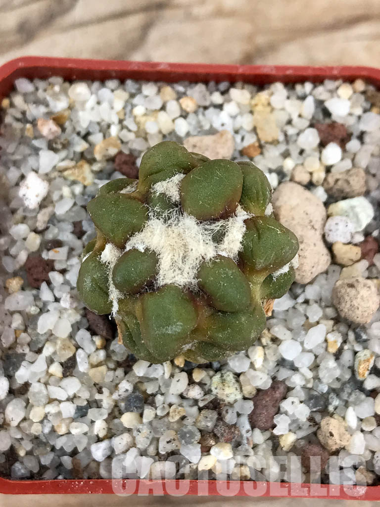 SHPR6034 Cintia knizei, Chuquisaca, Bolivia - Imagen 4