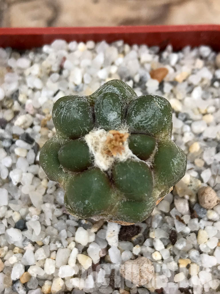 SHPR6034 Cintia knizei, Chuquisaca, Bolivia - Imagen 5