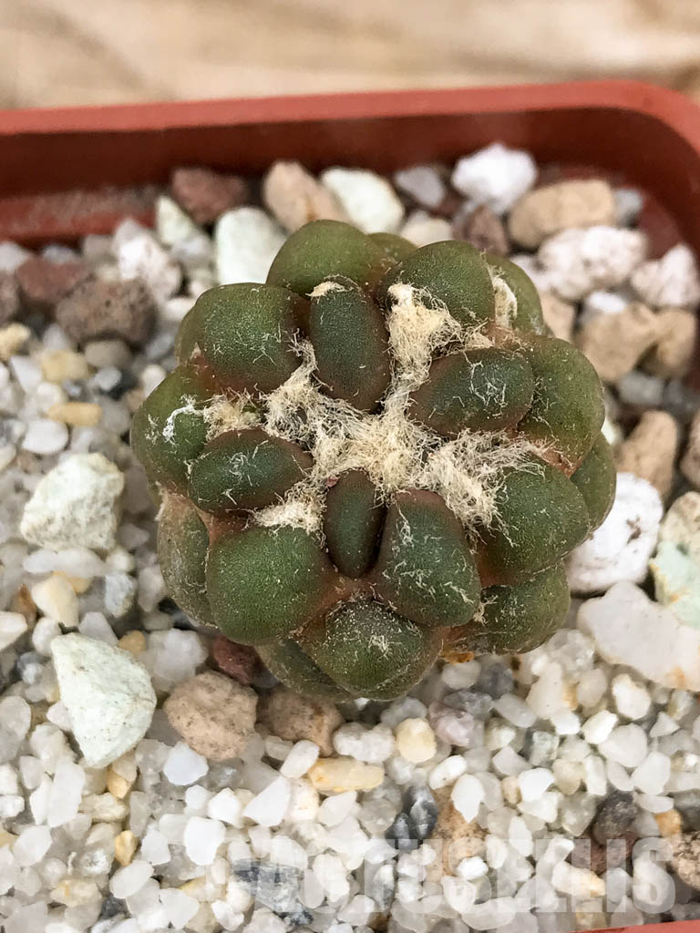 SHPR6034 Cintia knizei, Chuquisaca, Bolivia