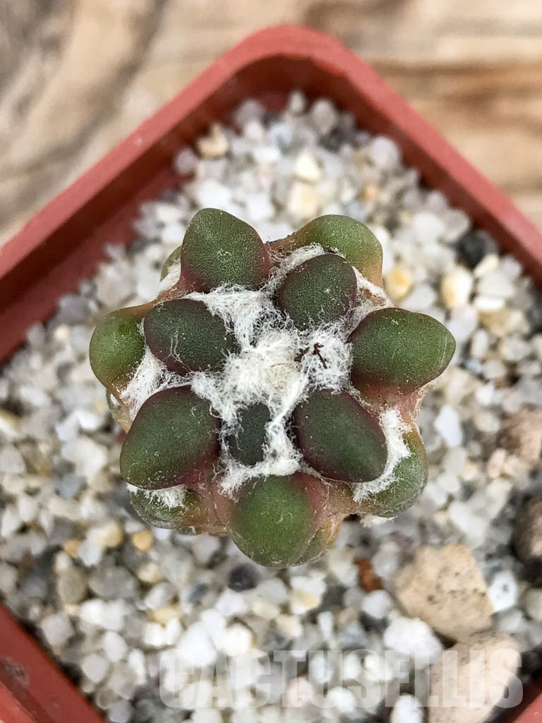 SHPR6034 Cintia knizei, Chuquisaca, Bolivia - Imagen 7