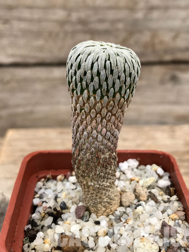 SHPR6035 Pelecyphora aselliformis, San Luis Potosí, Mexico - Imagen 2