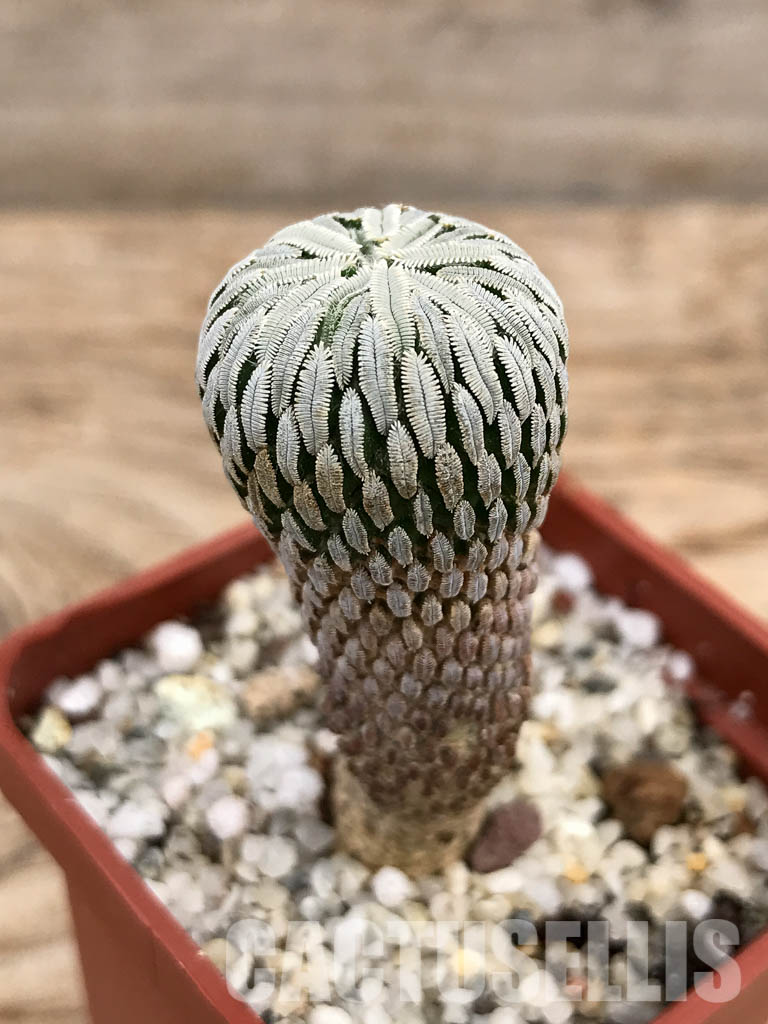 SHPR6035 Pelecyphora aselliformis, San Luis Potosí, Mexico - Imagen 3