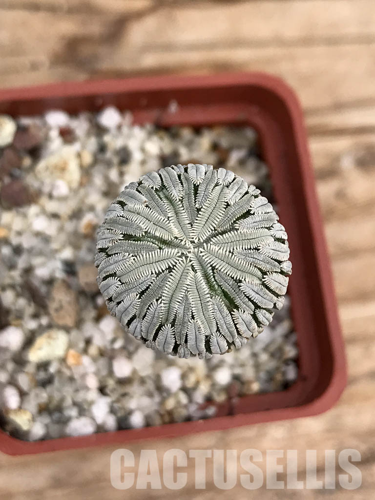 SHPR6035 Pelecyphora aselliformis, San Luis Potosí, Mexico - Imagen 4
