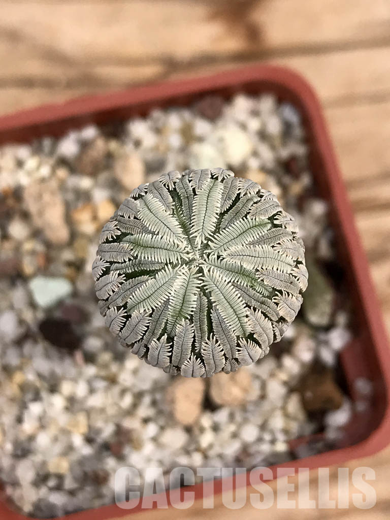 SHPR6035 Pelecyphora aselliformis, San Luis Potosí, Mexico - Imagen 5