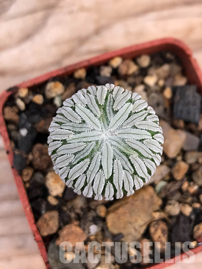 SHPR6035 Pelecyphora aselliformis, San Luis Potosí, Mexico - Imagen 6