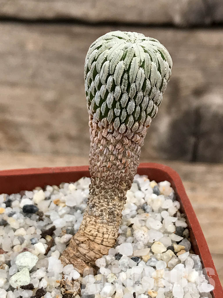 SHPR6035 Pelecyphora aselliformis, San Luis Potosí, Mexico - Imagen 7