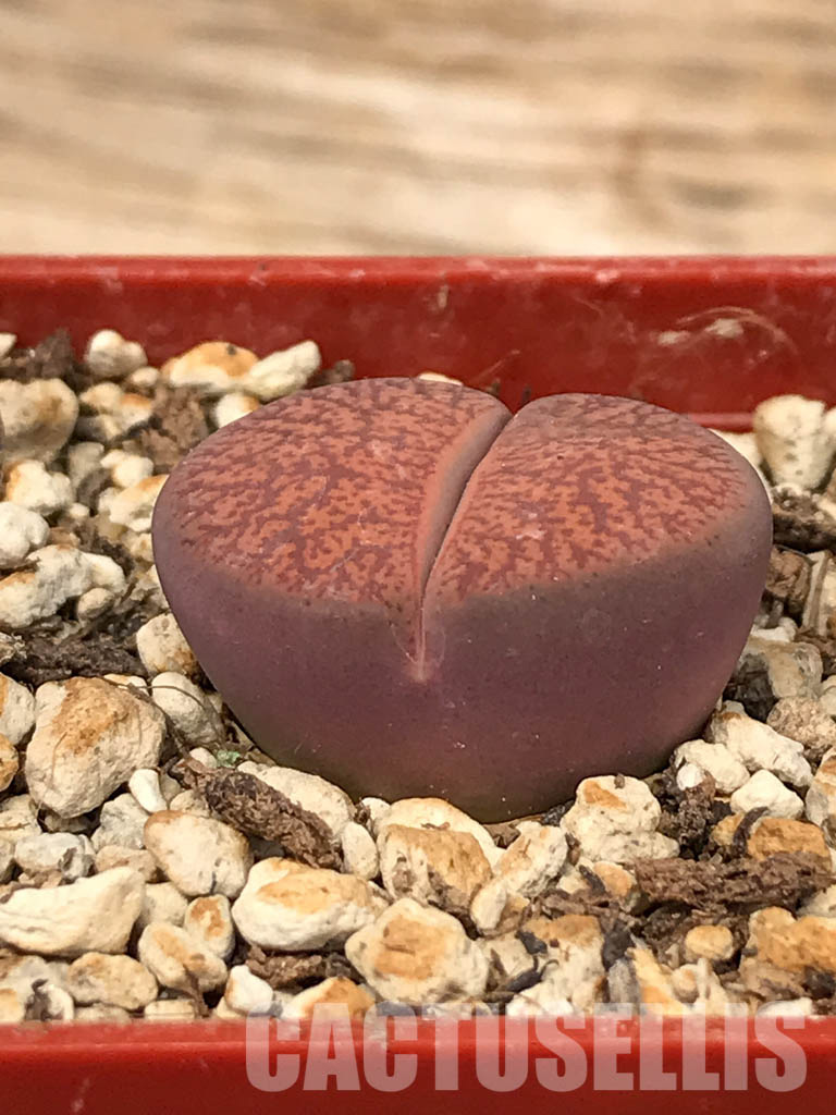 SHPR6037 Lithops lesliei var. rubrobrunnea, South Africa - 画像 (2)