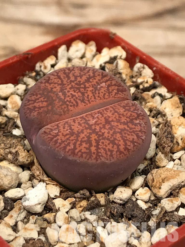 SHPR6037 Lithops lesliei var. rubrobrunnea, South Africa - 画像 (3)