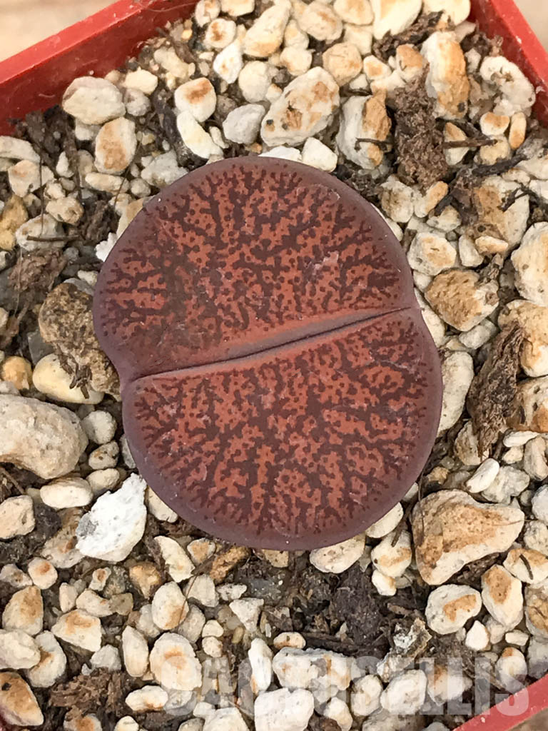 SHPR6037 Lithops lesliei var. rubrobrunnea, South Africa