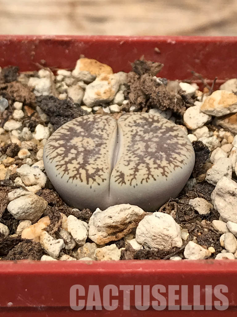 SHPR6038 Lithops lesliei var. venteri C 001, 30 km North West of Warrenton, South Africa - 画像 (2)
