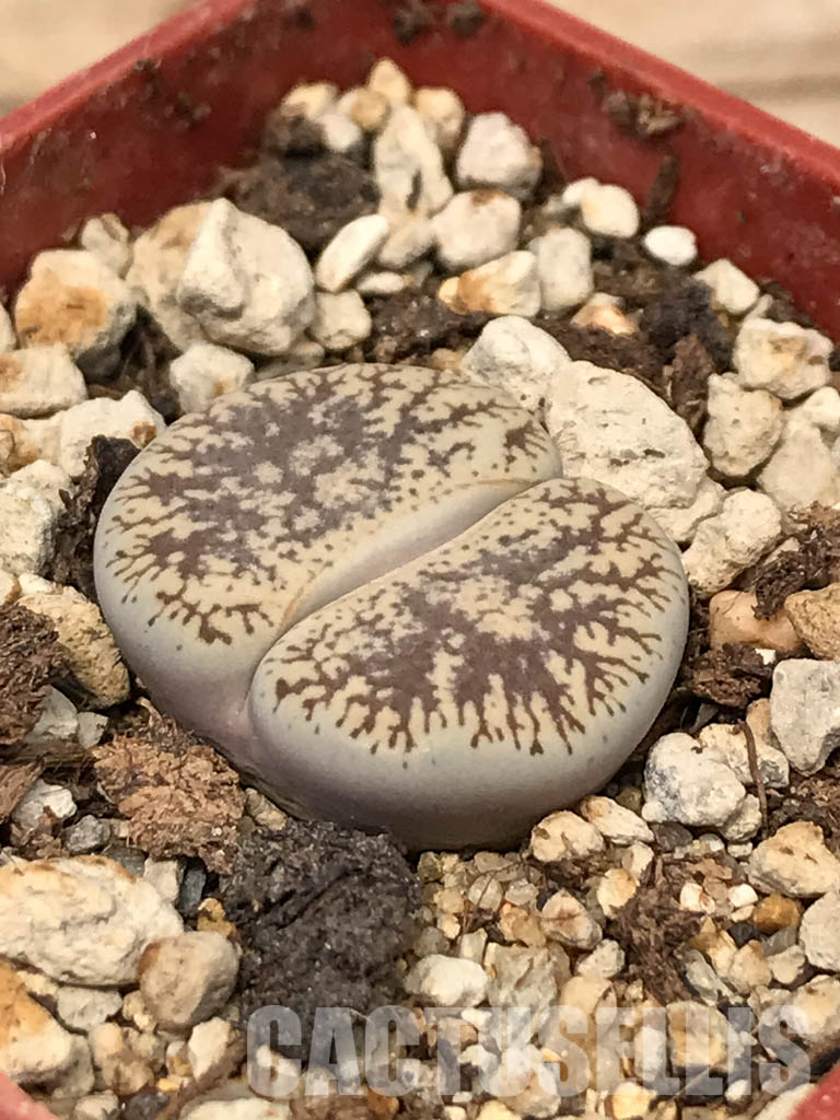 SHPR6038 Lithops lesliei var. venteri C 001, 30 km North West of Warrenton, South Africa - 画像 (3)