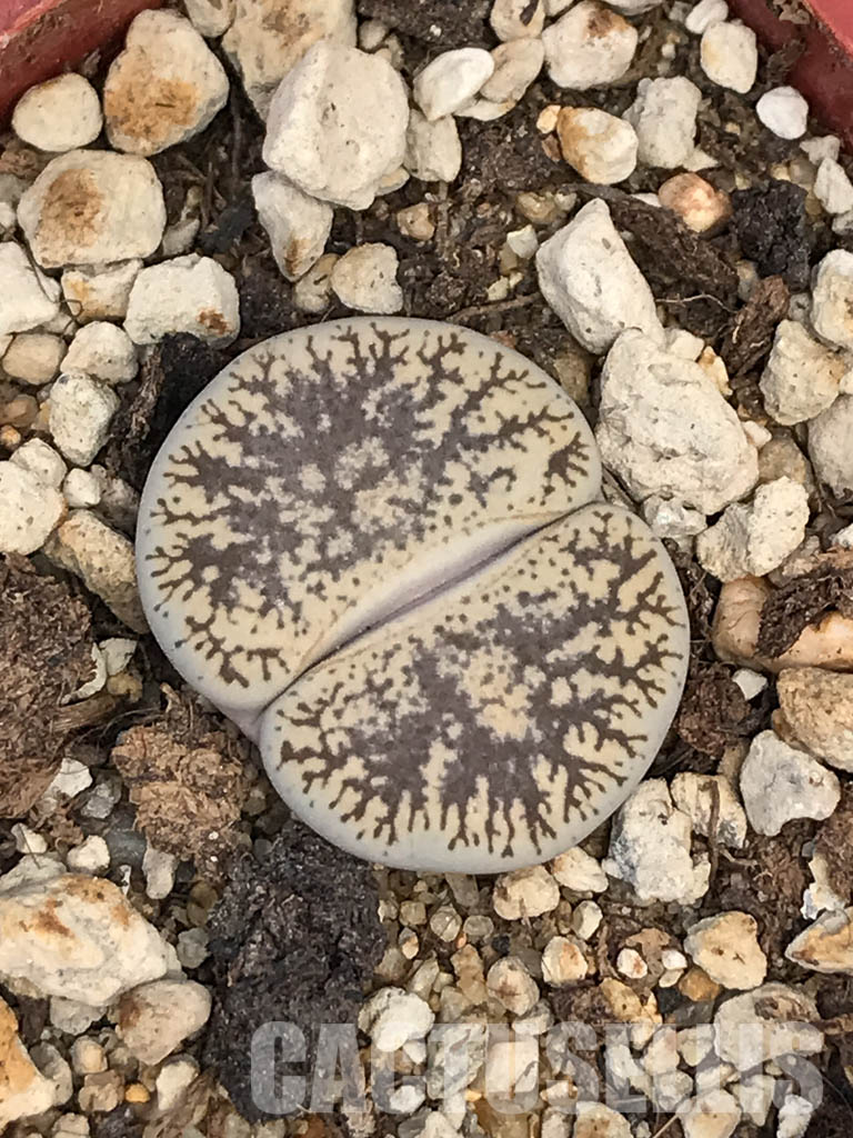 SHPR6038 Lithops lesliei var. venteri C 001, 30 km North West of Warrenton, South Africa - 画像 (4)