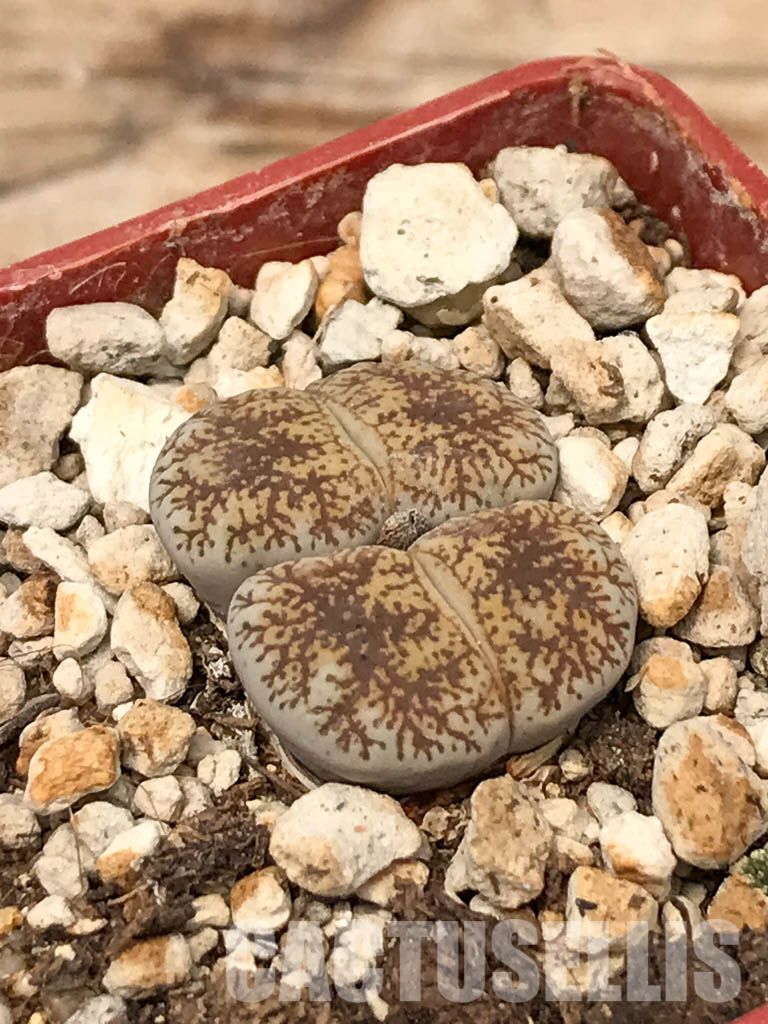 SHPR6040 Lithops lesliei var. venteri C 001, 30 km North West of Warrenton, South Africa - 画像 (3)