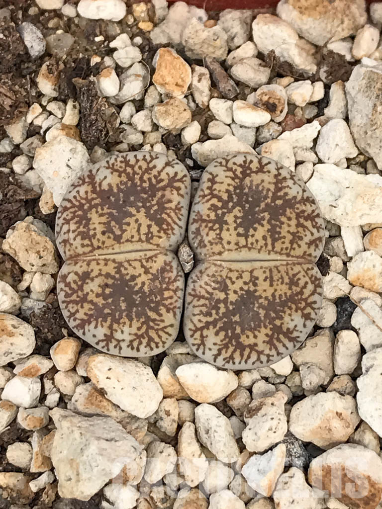SHPR6040 Lithops lesliei var. venteri C 001, 30 km North West of Warrenton, South Africa