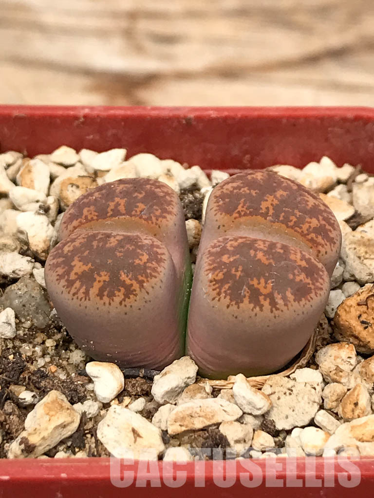 SHPR6042 Lithops lesliei f.pietersburg F112E, two heads, Pietersburg, Union Park, South Africa - Obrázek 2