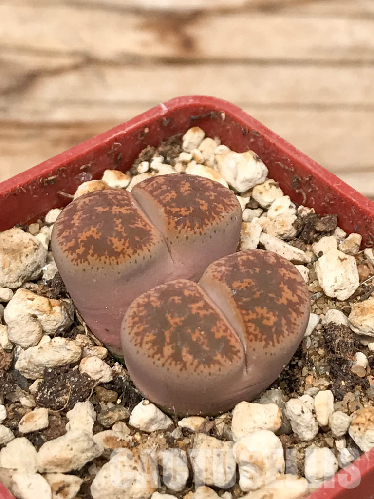 SHPR6042 Lithops lesliei f.pietersburg F112E, two heads, Pietersburg, Union Park, South Africa - Obrázek 3