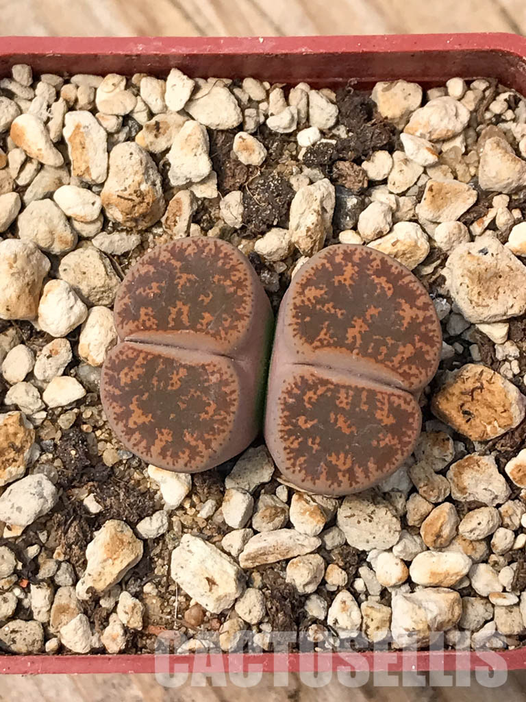 SHPR6042 Lithops lesliei f.pietersburg F112E, two heads, Pietersburg, Union Park, South Africa