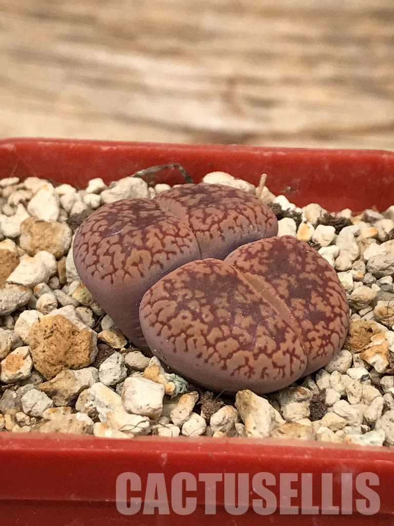 SHPR6043 Lithops aucampiae 'Soetmelksvlei', two heads - immagine 2