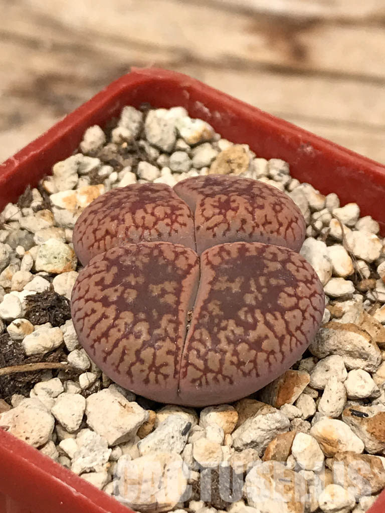 SHPR6043 Lithops aucampiae 'Soetmelksvlei', two heads - immagine 3