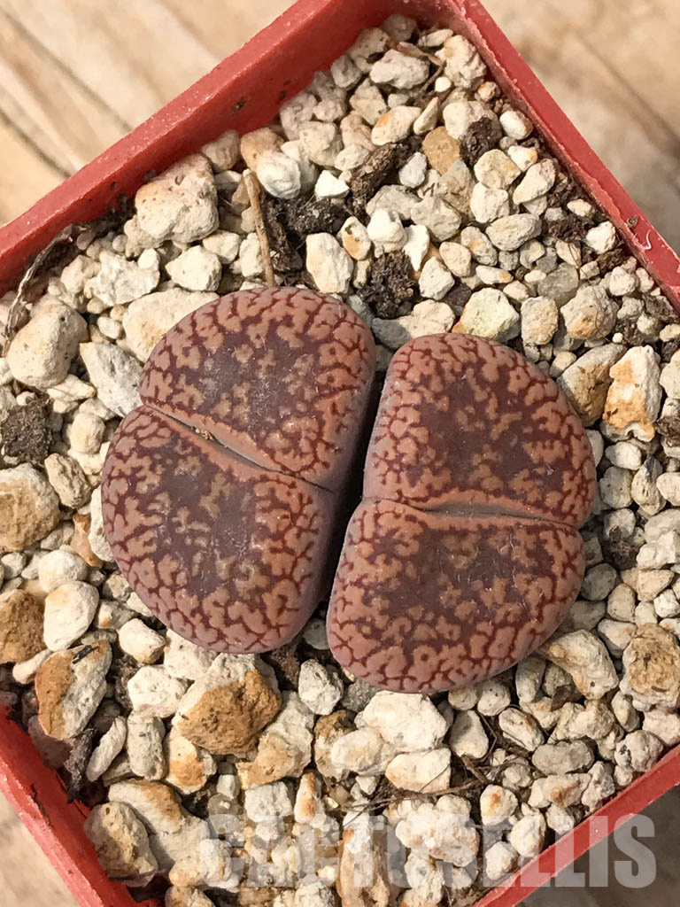 SHPR6043 Lithops aucampiae 'Soetmelksvlei', two heads - immagine 4