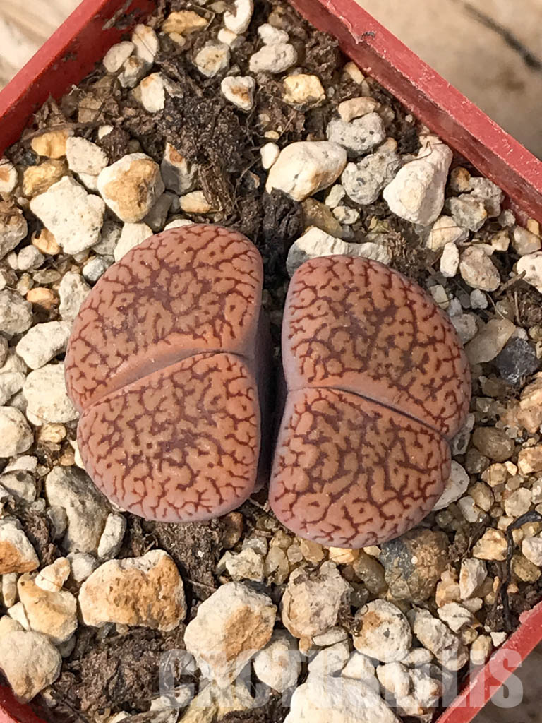 SHPR6043 Lithops aucampiae 'Soetmelksvlei', two heads - immagine 5