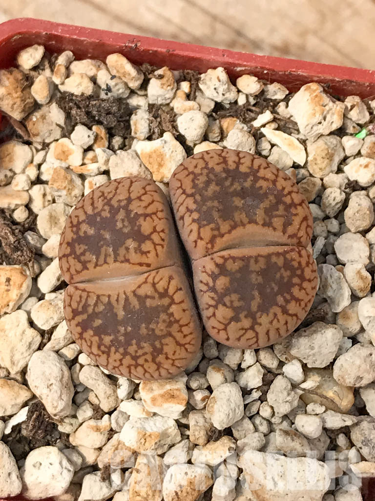 SHPR6043 Lithops aucampiae 'Soetmelksvlei', two heads - immagine 6