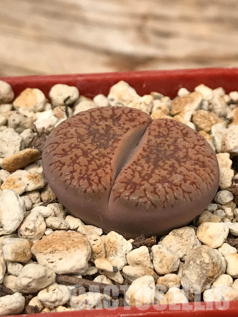 SHPR6044 Lithops aucampiae F001AL, Rudesheim Mountain - immagine 2