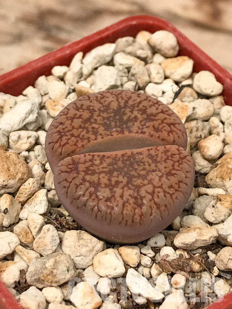 SHPR6044 Lithops aucampiae F001AL, Rudesheim Mountain - immagine 3