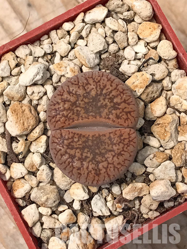 SHPR6044 Lithops aucampiae F001AL, Rudesheim Mountain - immagine 4