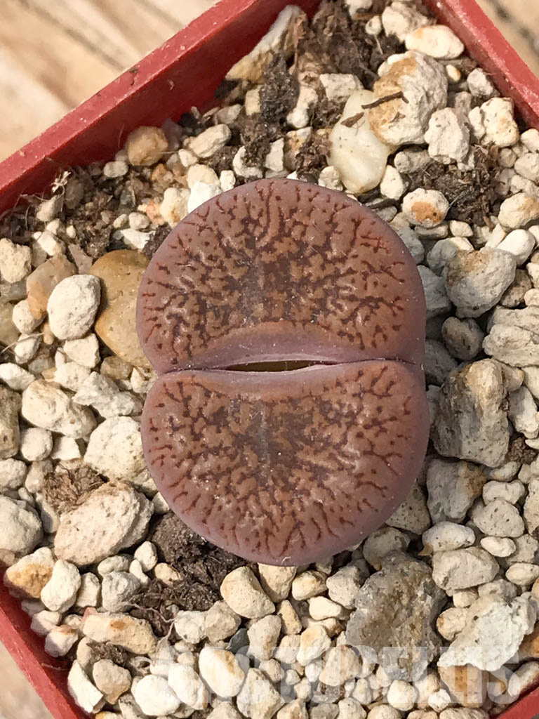 SHPR6044 Lithops aucampiae F001AL, Rudesheim Mountain - immagine 5