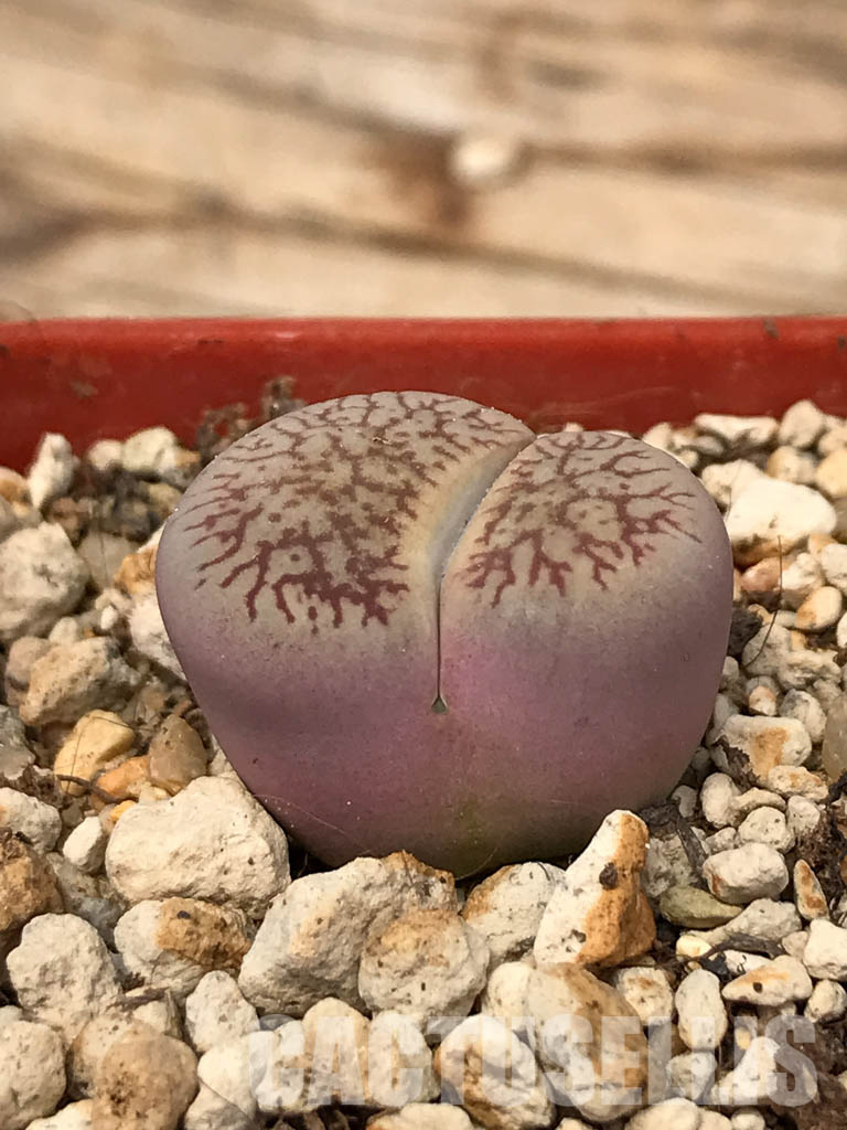 SHPR6046 Lithops aucampiae subs. euniceae var. fluminalis, Hopetown district, Nortern Cape, South Africa - Image 2